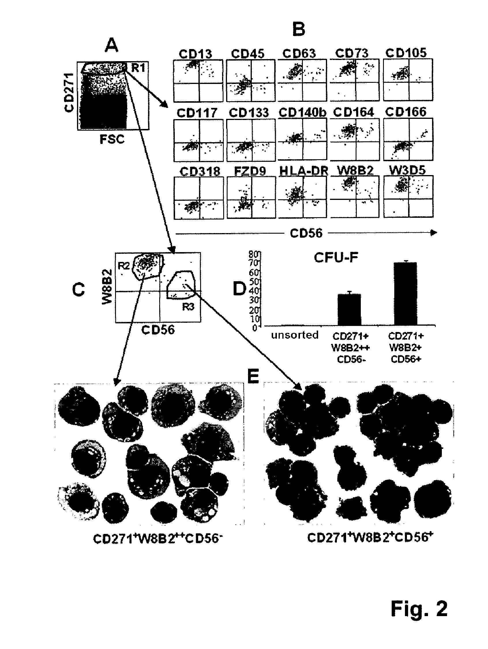 Isolation and/or identification of stem cells having adipocytic, chondrocytic and pancreatic differentiation potential