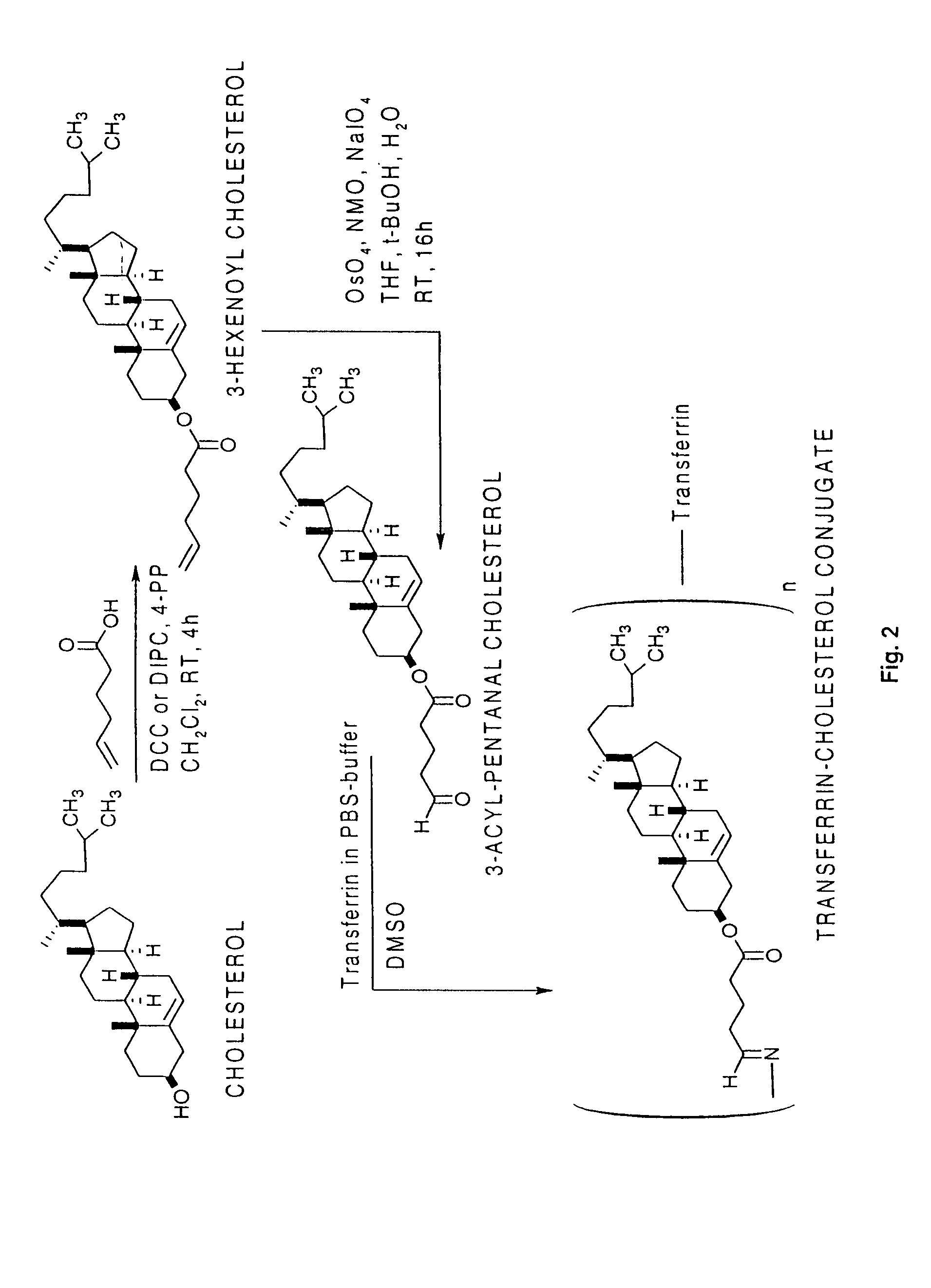Molecular conjugates for use in treatment of cancer