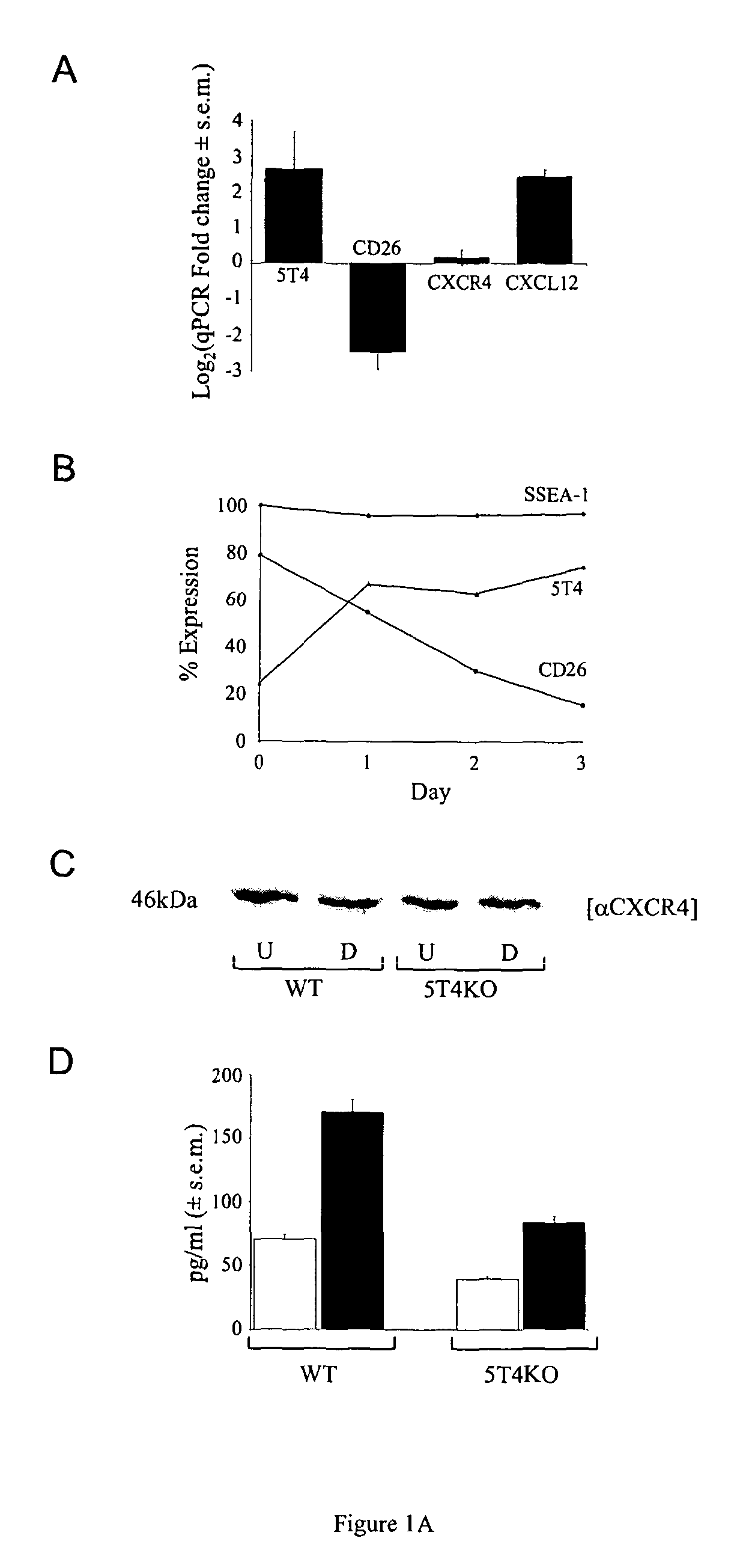 Prognostic,. screening and treatment methods and agents for treatment of metastasis and inflammation using 5t4 oncofoetal glycoprotein