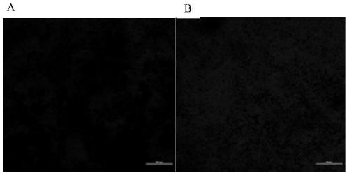 A strain of Corynebacterium glutamicum overexpressing adenosine triphosphate and its construction method and application