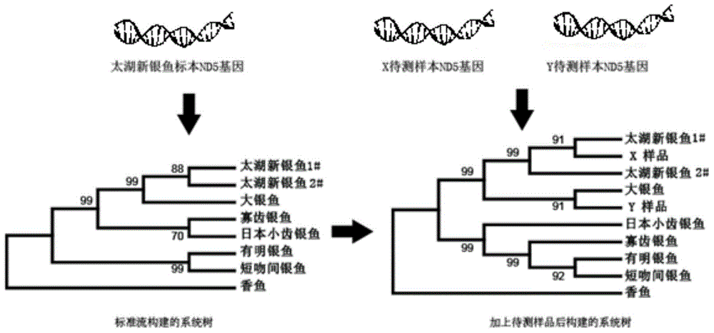 Primer and method for molecular identification of new whitebait species in Taihu Lake