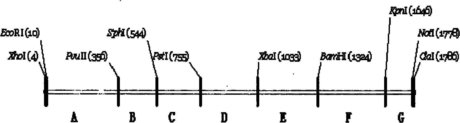 Glucose oxidase mutant gene, expression and application thereof
