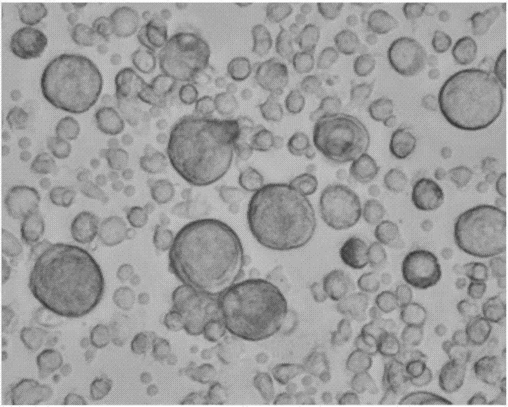 Preparation method, kit and applications of male blood-derived autologous spermatogonial stem cells