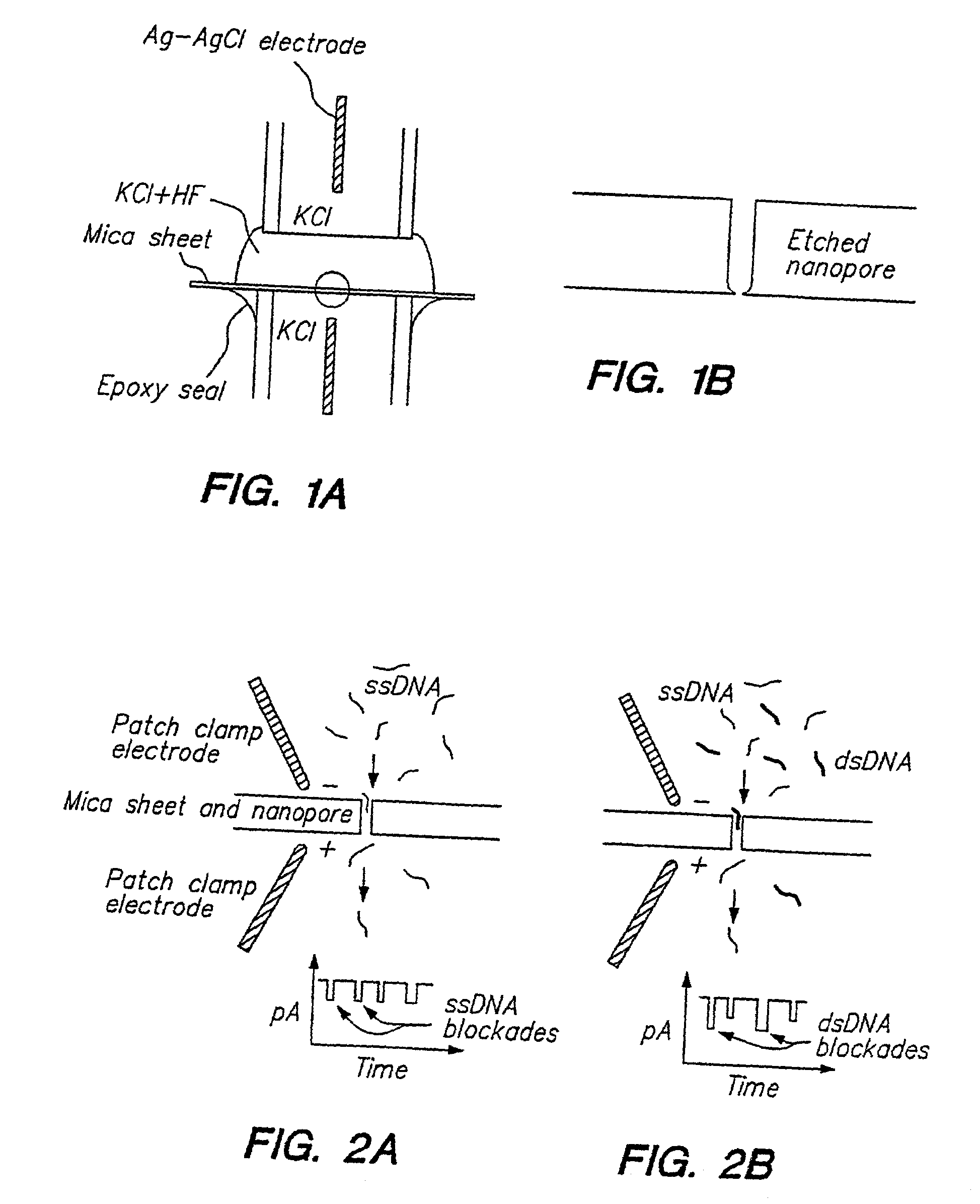 Methods of determining the presence of double stranded nucleic acids in a sample