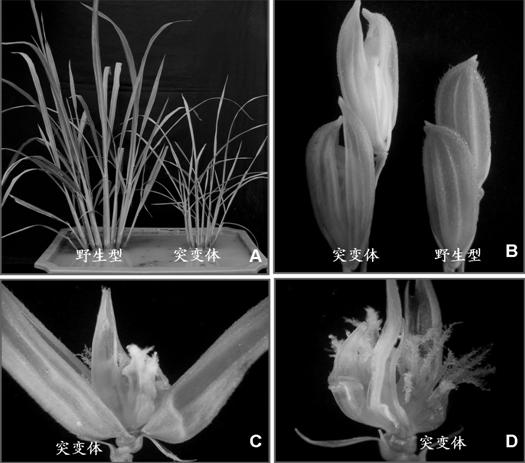 Pleiotropic gene for controlling vegetative growth and development of floral organs of rice and application thereof