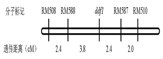 Pleiotropic gene for controlling vegetative growth and development of floral organs of rice and application thereof