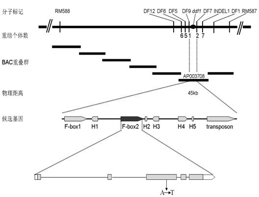 Pleiotropic gene for controlling vegetative growth and development of floral organs of rice and application thereof