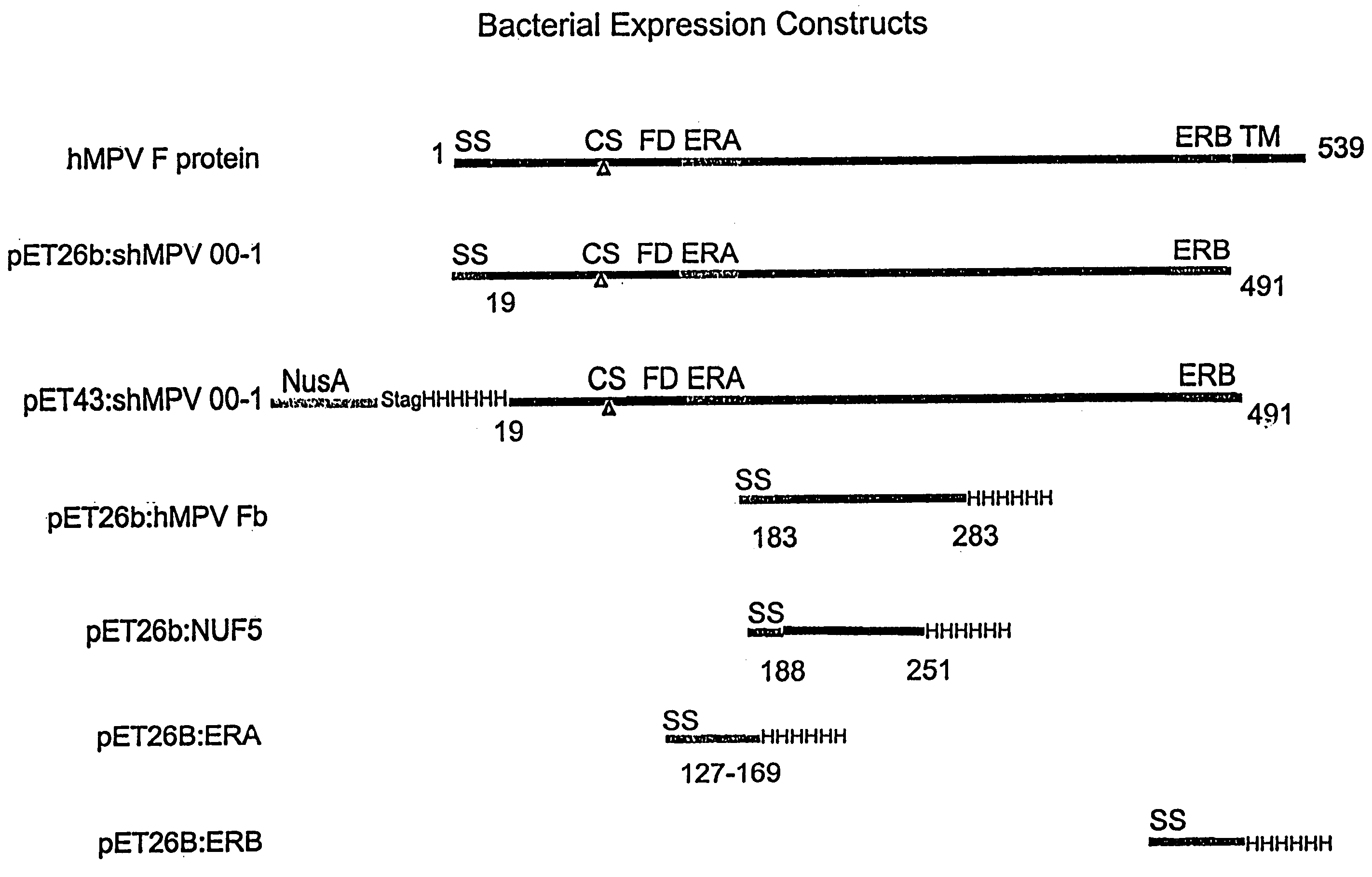 Methods of treating and preventing RSV, hMPV, and PIV using anti-RSV, anti-hMPV, and anti-PIV antibodies
