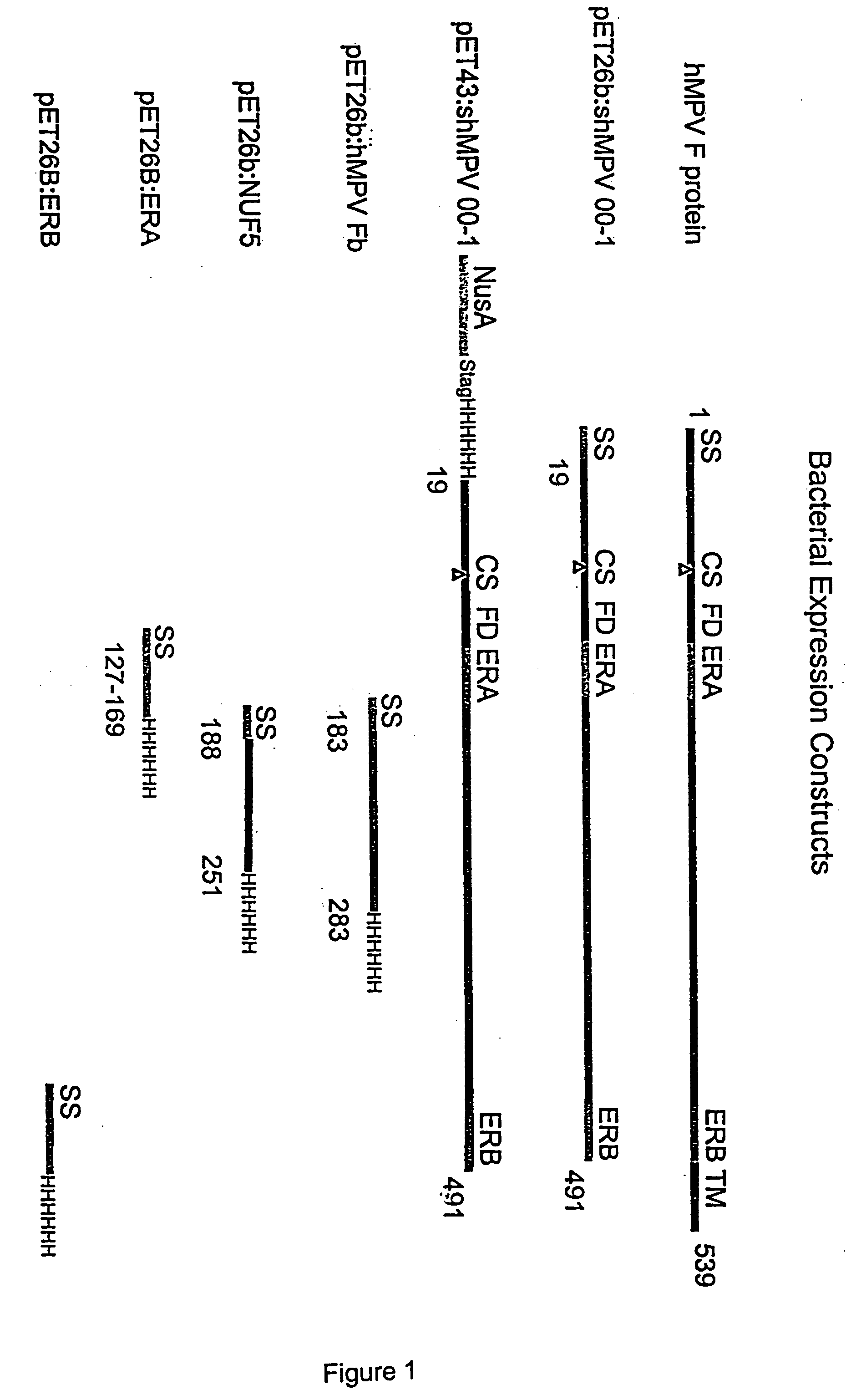 Methods of treating and preventing RSV, hMPV, and PIV using anti-RSV, anti-hMPV, and anti-PIV antibodies