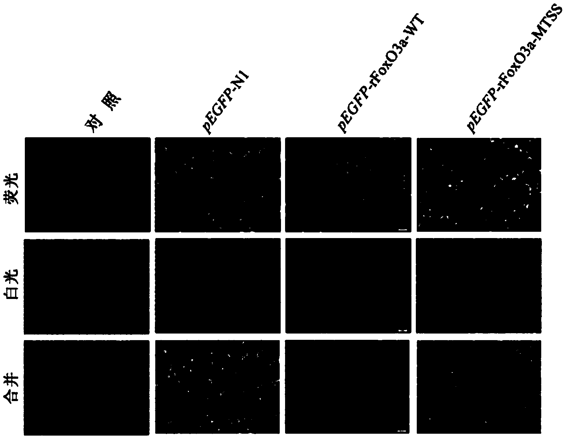 Nuclear transcription factor mutant rFoxO3a-MTSS as well as recombinant vector and application thereof