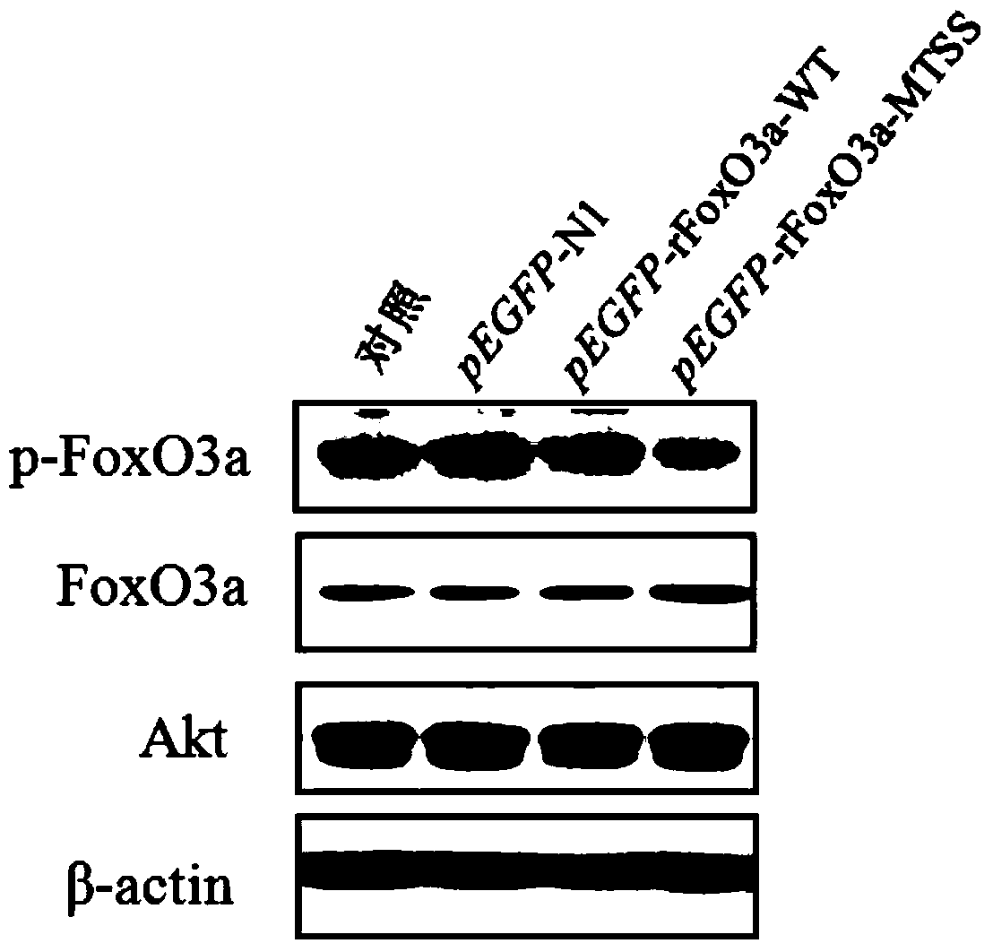 Nuclear transcription factor mutant rFoxO3a-MTSS as well as recombinant vector and application thereof