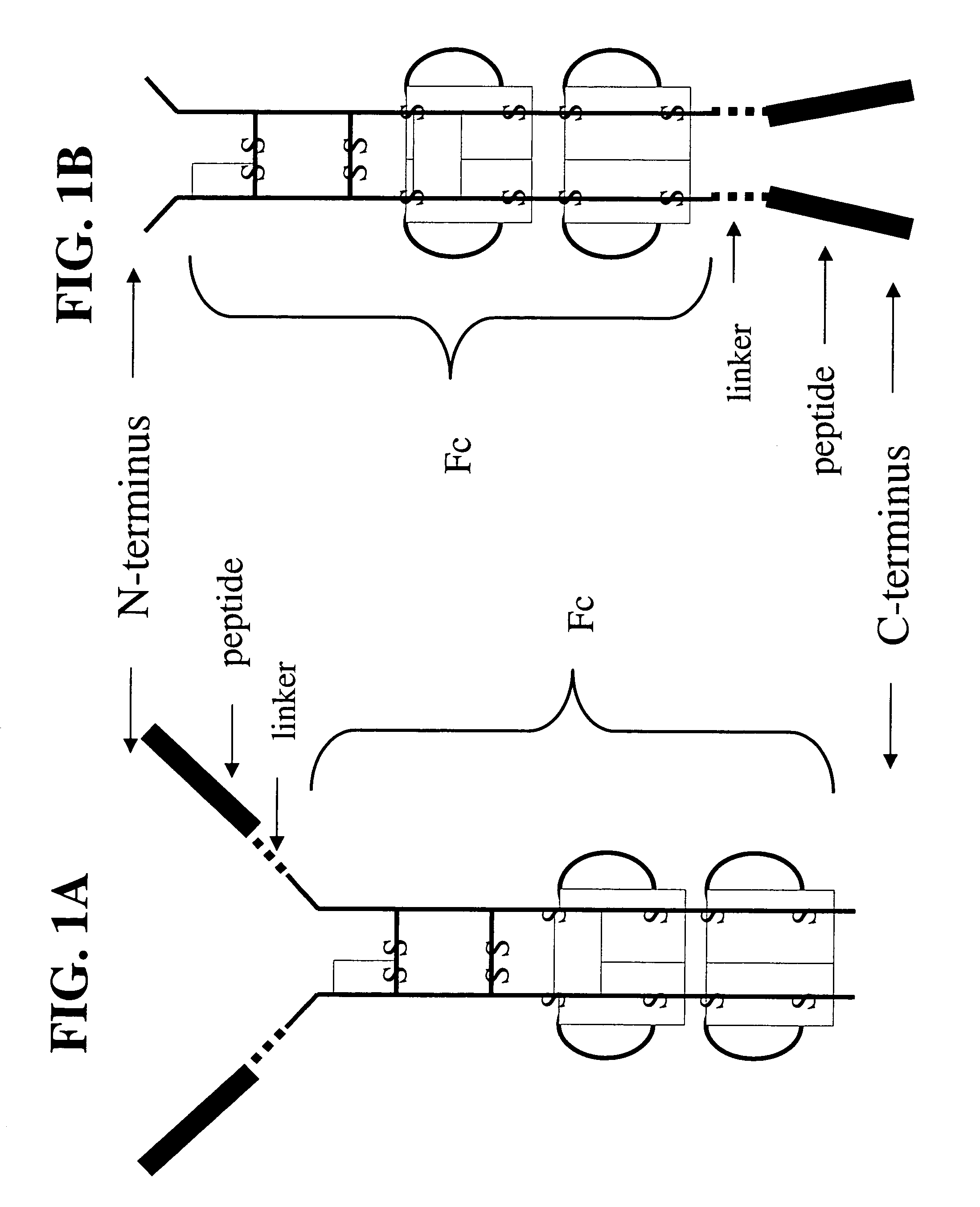 Peptides and related molecules that modulate nerve growth factor activity