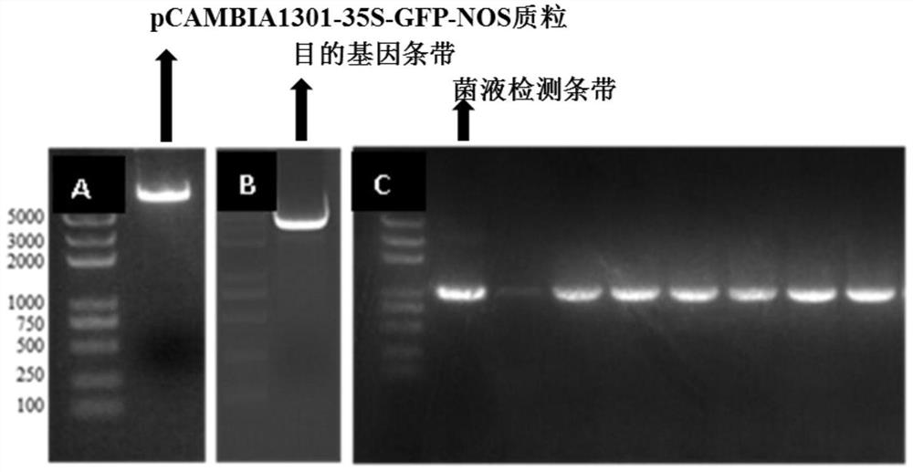 Application of the rice glume sustained growth gene promoter nsgp