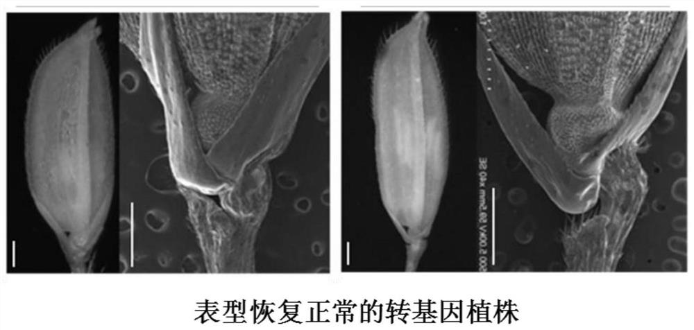 Application of the rice glume sustained growth gene promoter nsgp