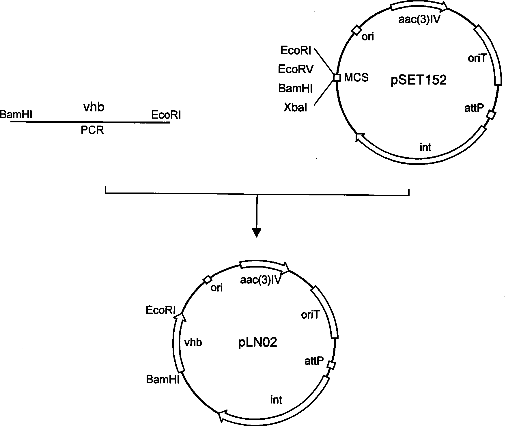 Streptomyces clavuligerus, as well as preparation method and application