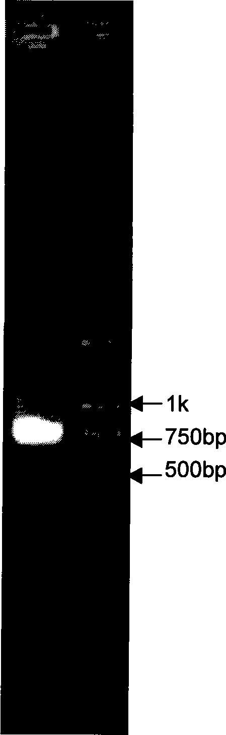 Streptomyces clavuligerus, as well as preparation method and application