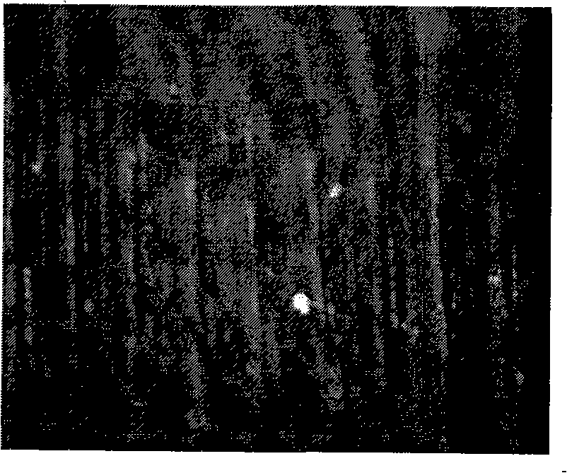 Method for preparing magnetized oil emulsion for promoting cooling lubrication function