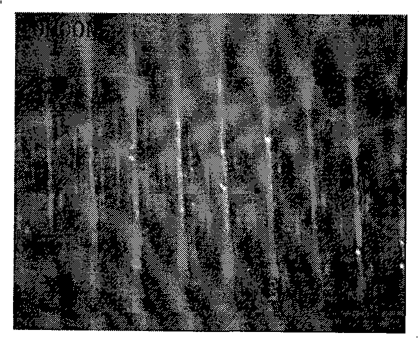 Method for preparing magnetized oil emulsion for promoting cooling lubrication function