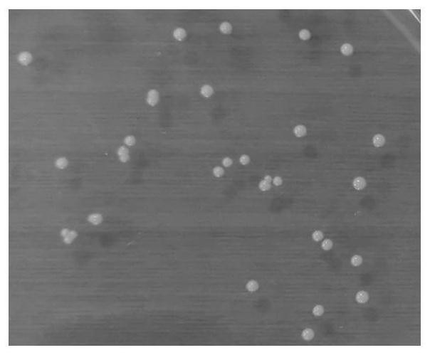 Lactobacillus rhamnosus separated from Nanqu yak milk lumps and application of lactobacillus rhamnosus