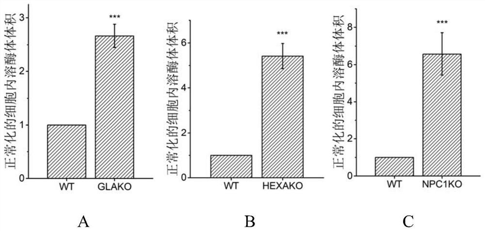 Application of elemicin to preparation of medicine for treating lysosomal storage diseases