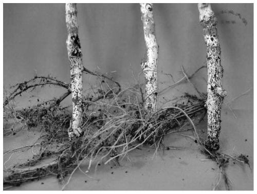 Root composite treating agent for preventing and treating fruit tree root diseases and insect pests, preparation method and application thereof