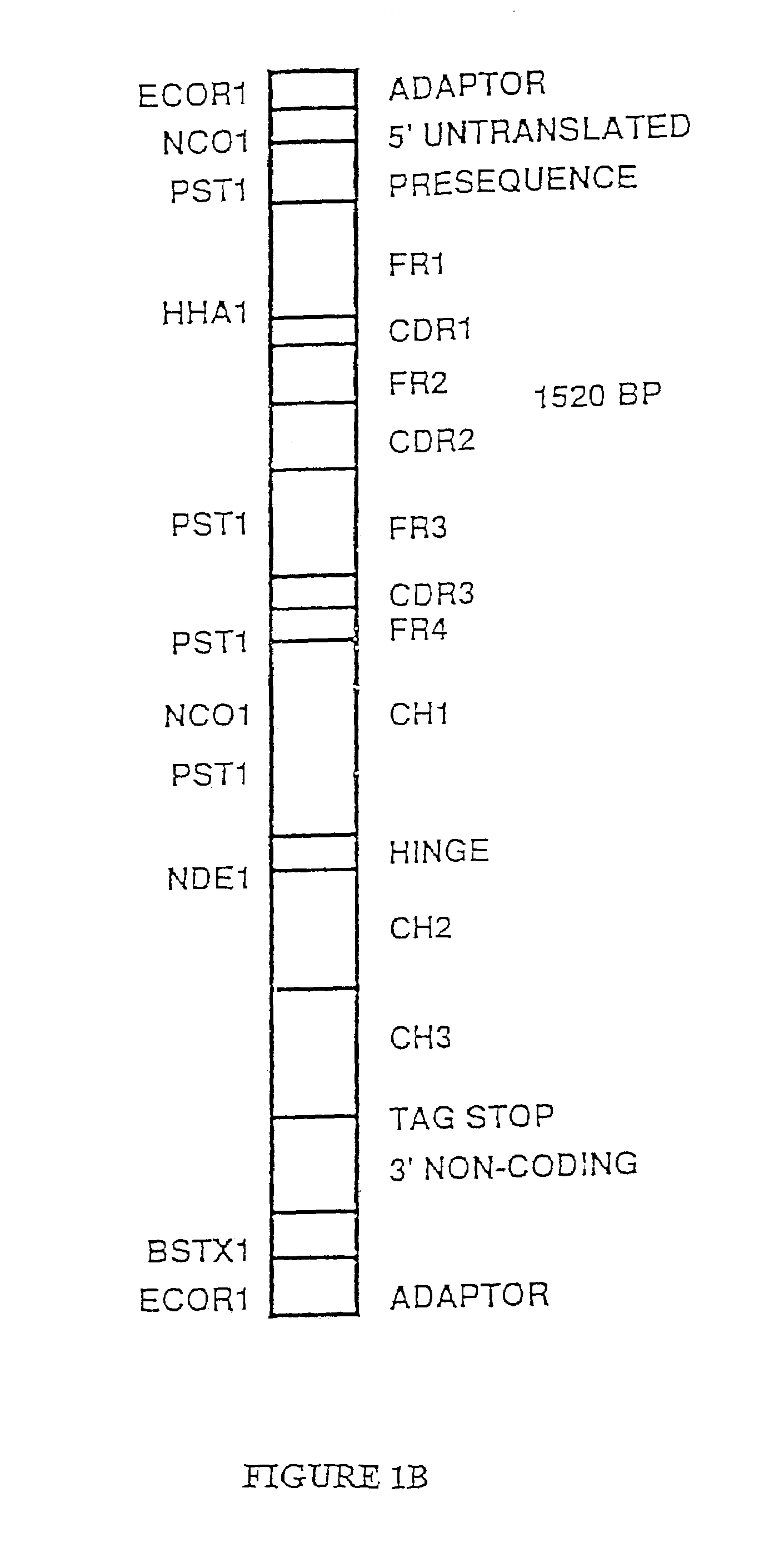 Method of producing heteromultimeric mammalian proteins in plants