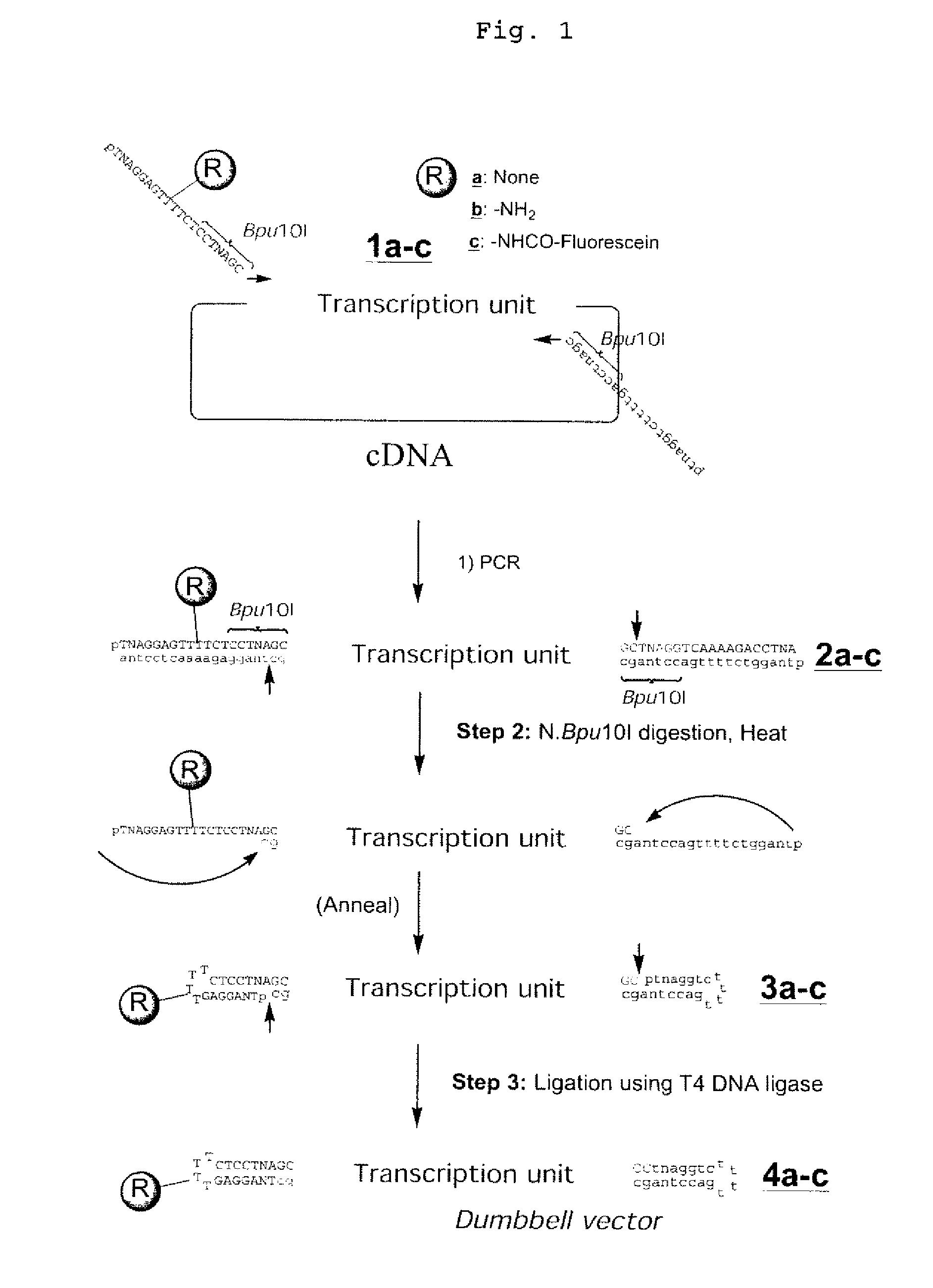 Efficient process for producing dumbbell DNA