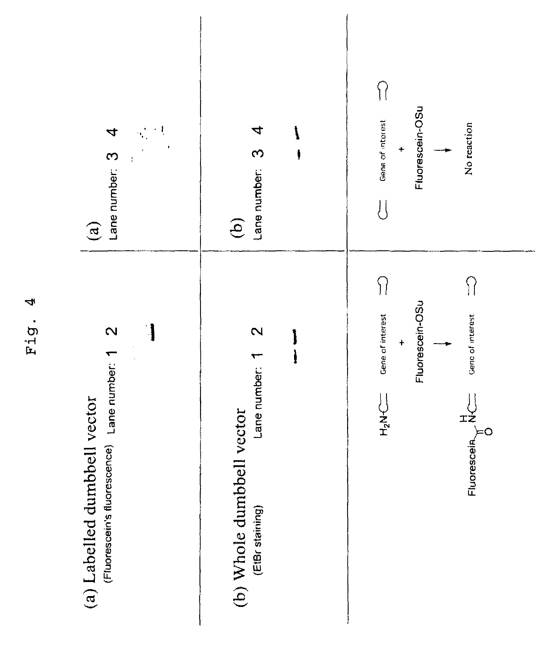 Efficient process for producing dumbbell DNA