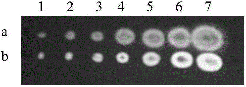 Method for rapid detection of aflatoxin content in grain and food