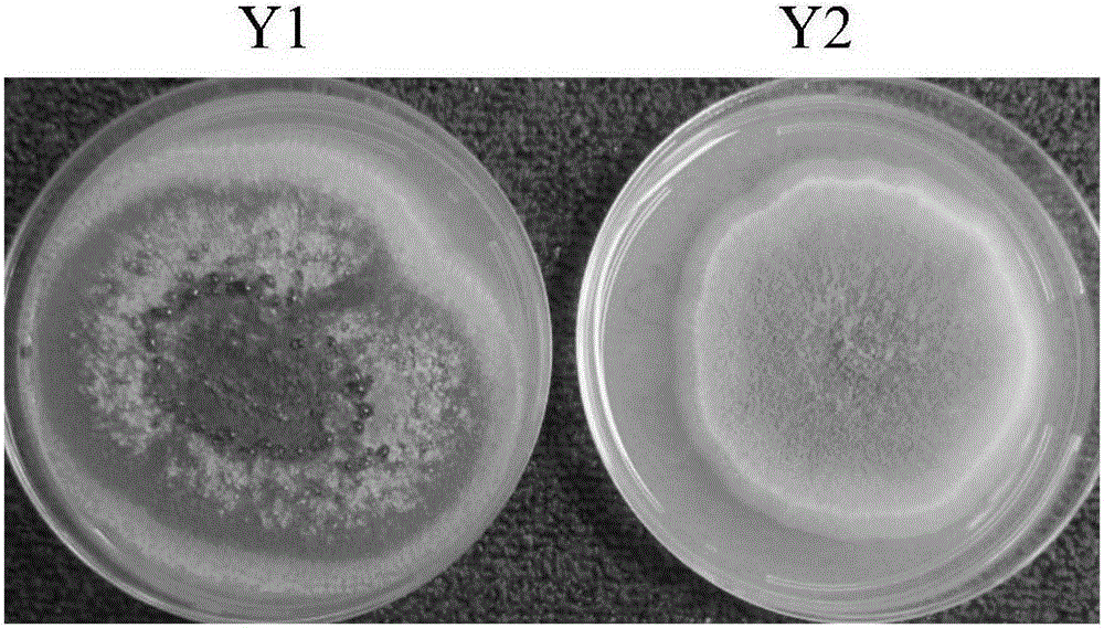 Method for rapid detection of aflatoxin content in grain and food