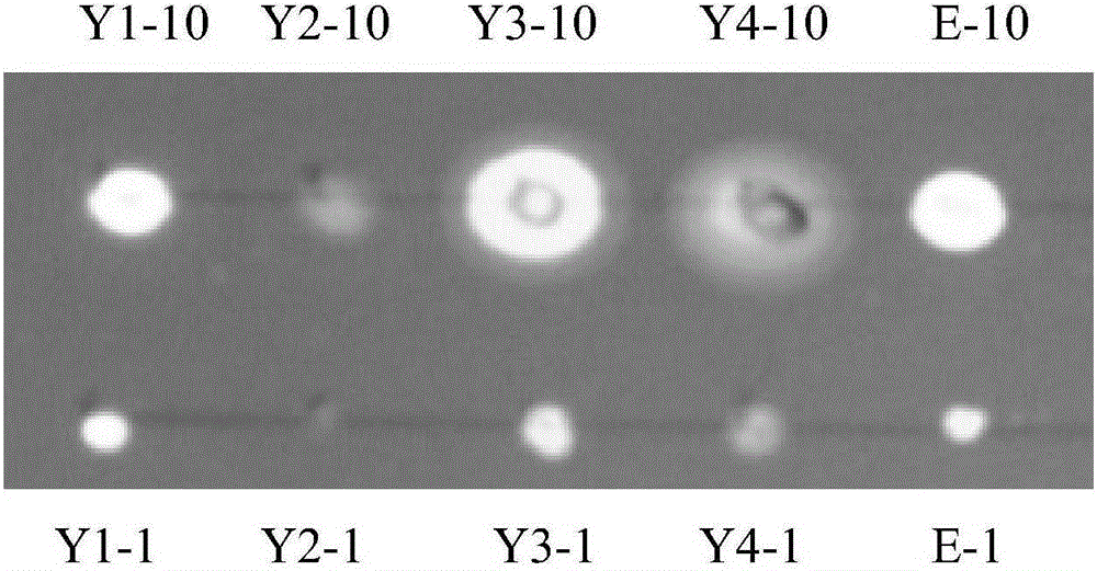 Method for rapid detection of aflatoxin content in grain and food