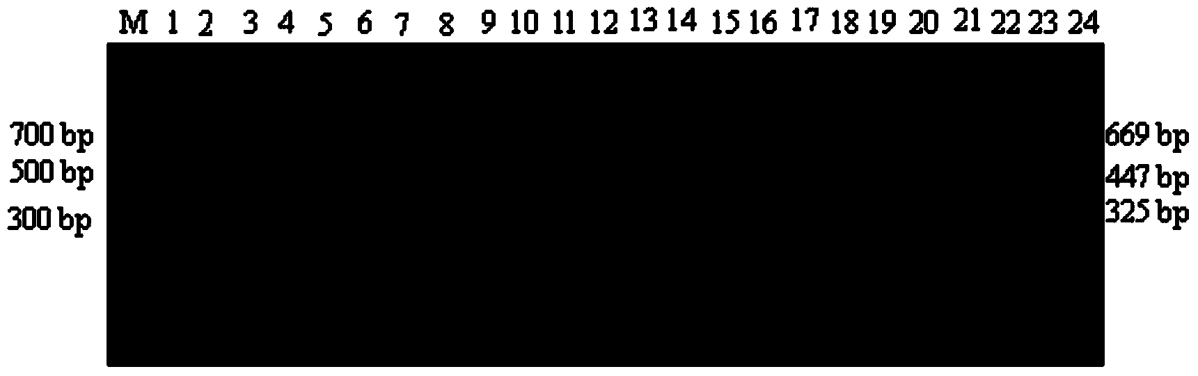 Primer pair combination and application thereof for identifying or helping identifying avian influenza virus and H6N1 subtype thereof