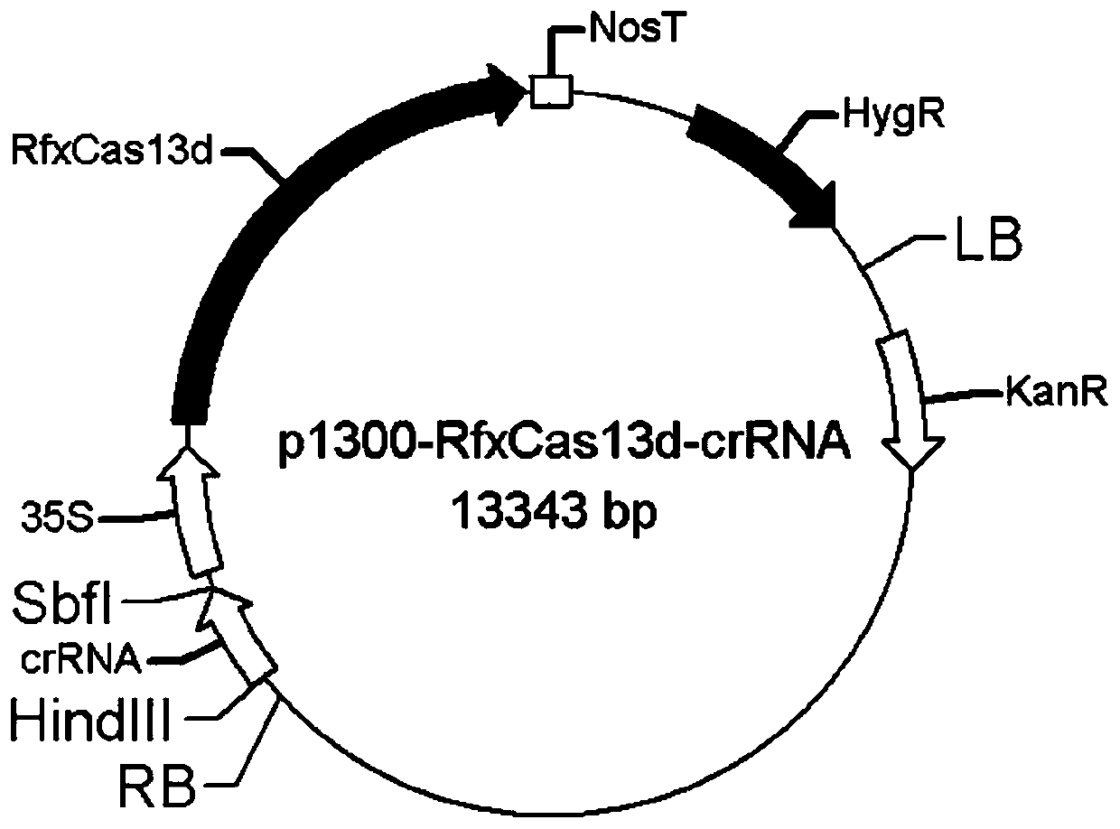 CRISPR/RfxCas13d anti-plant RNA virus vector and construction method and application of CRISPR/RfxCas13d anti-plant RNA virus vector