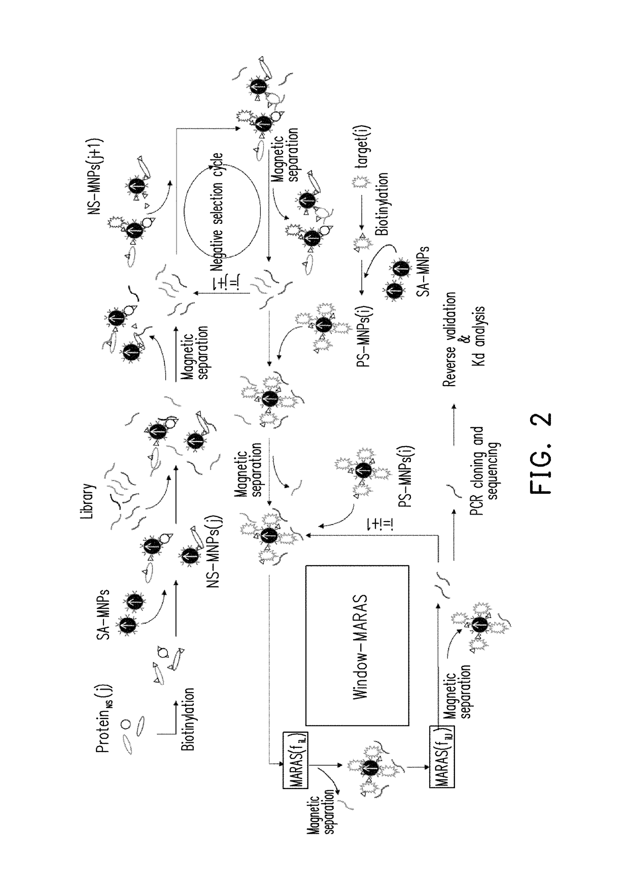 Method of multiplex immunoassays utilizing differential affinity and methods for synthesizing aptamer-based reagents for multiplex immunoassays