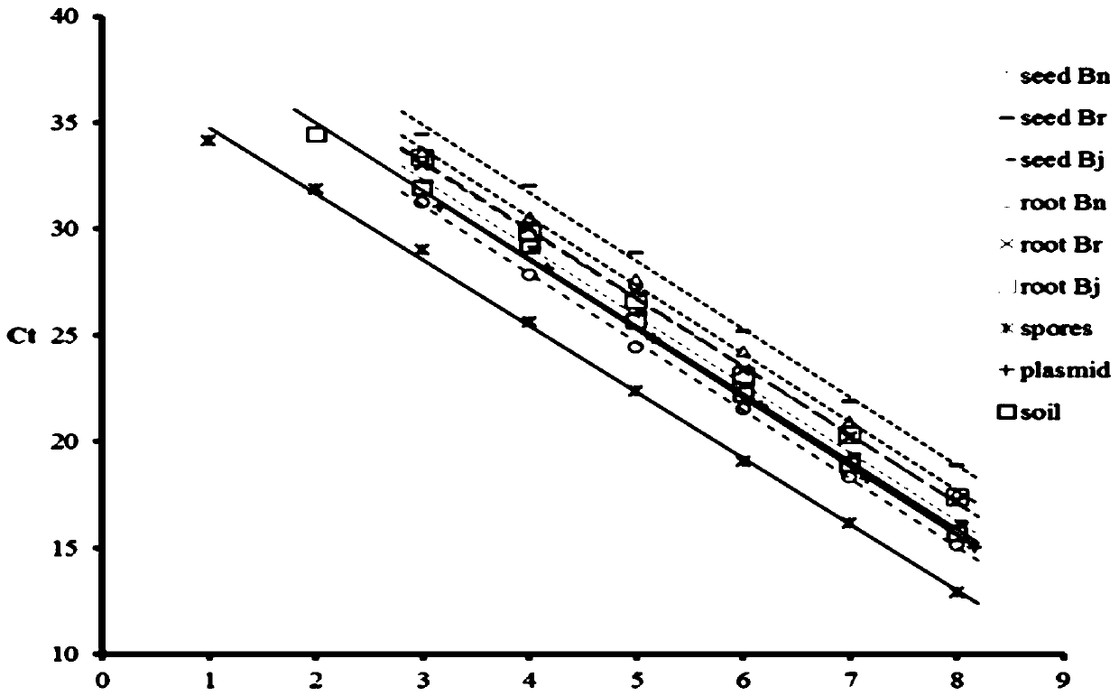 Quantitative detection method of plasmodiophora brassicae in different kinds of samples