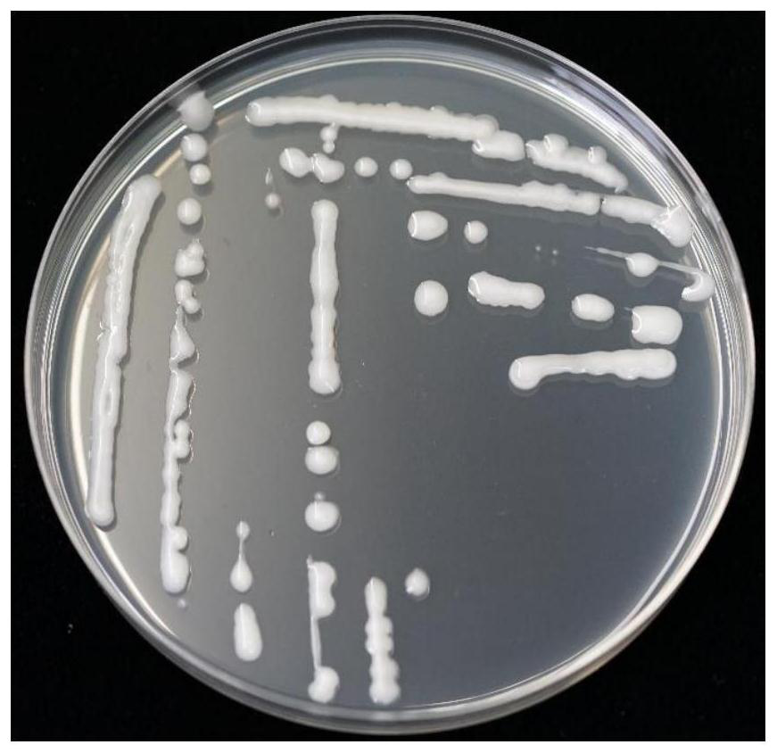Paenibacillus polymyxa DX32 and application thereof in inhibiting plant Glomerella