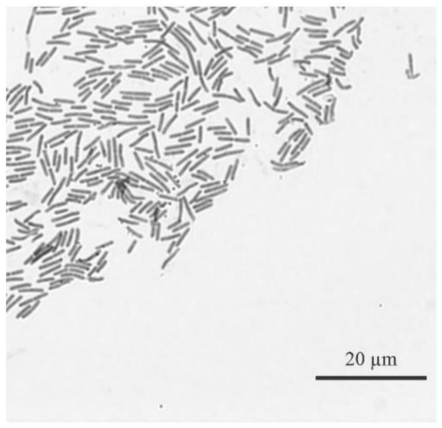 Paenibacillus polymyxa DX32 and application thereof in inhibiting plant Glomerella