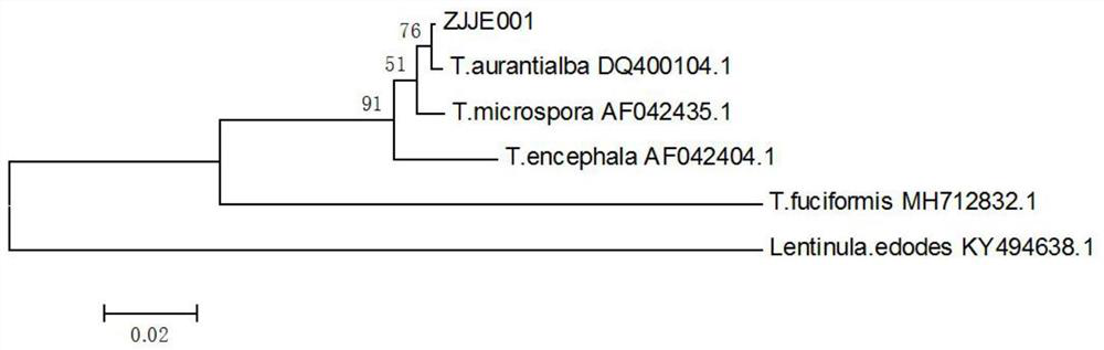 A new golden ear strain Zhongjun golden ear No. 1 strain and its cultivation method