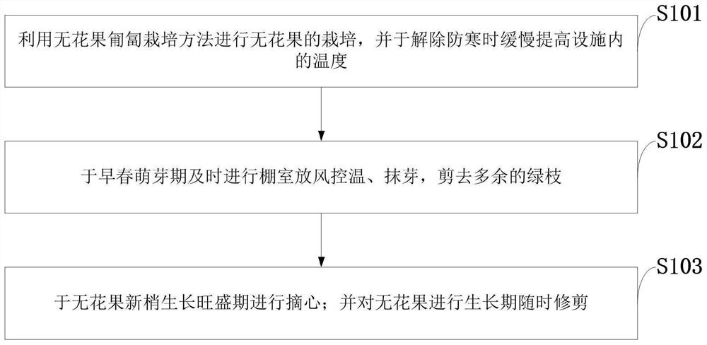 Prostrate culture method for ficus carica