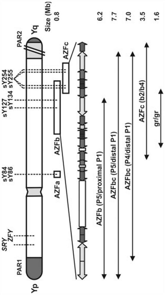 Amplification composition and kit for detection of y chromosome microdeletion