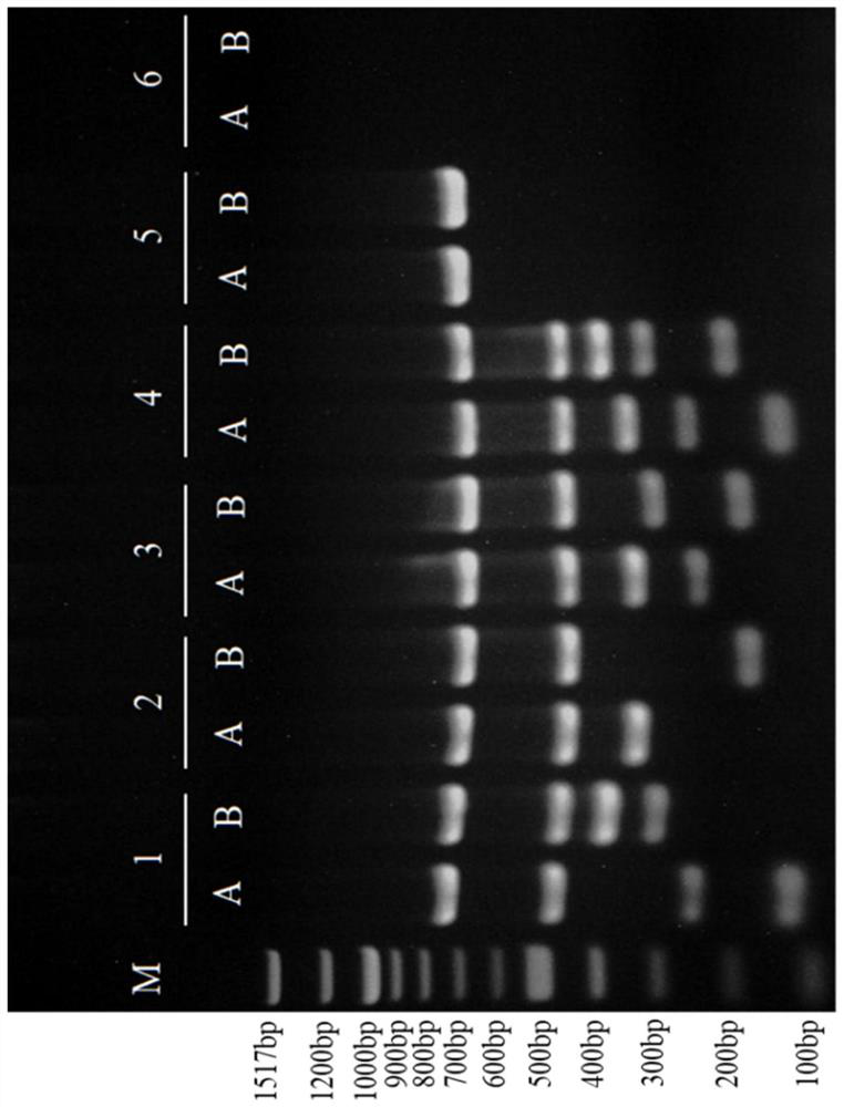 Amplification composition and kit for detection of y chromosome microdeletion