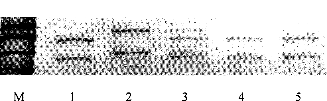 Small molecule peptide and use thereof