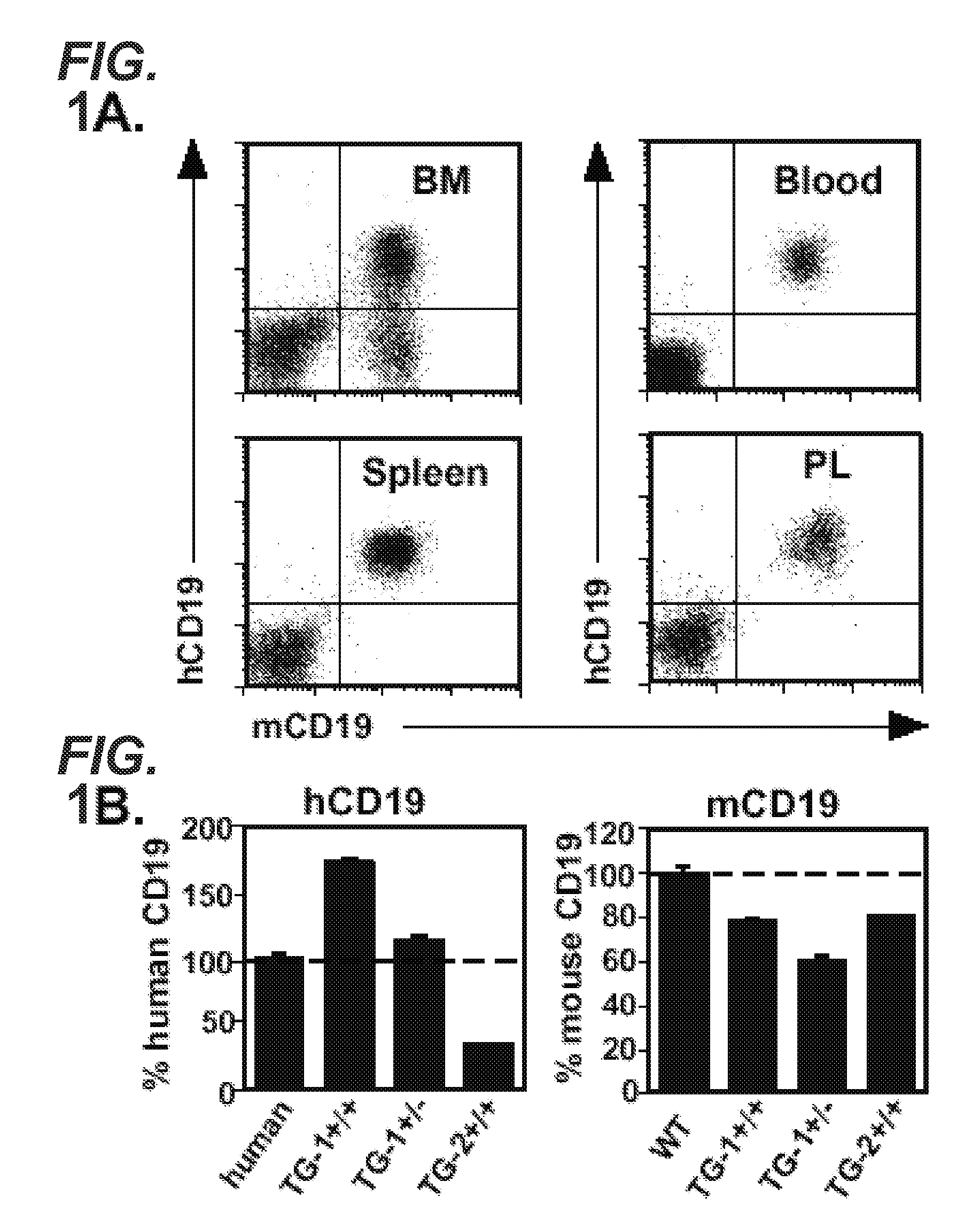 Anti-cd19 antibodies and uses in b cell disorders