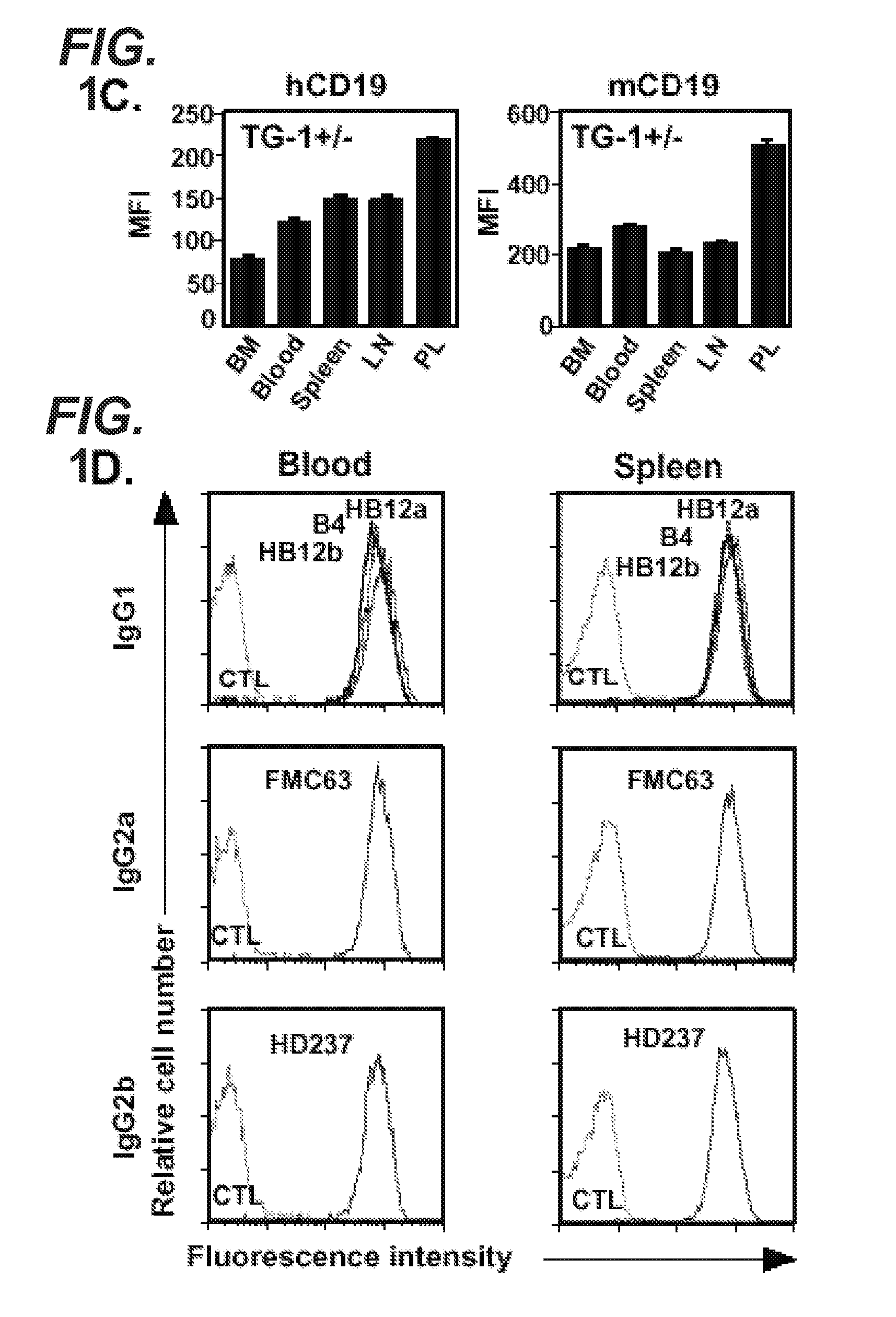 Anti-cd19 antibodies and uses in b cell disorders