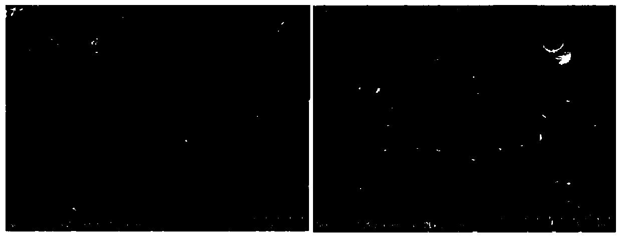 Single-ion polymer electrolyte membrane based on sulfonated graphene oxide as well as preparation method and application thereof