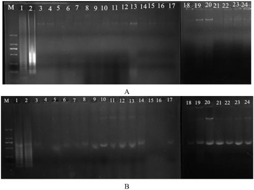 Primer, kit and method for PSR detection of heat-resisting direct hematoxin and heat-resisting related hematoxin