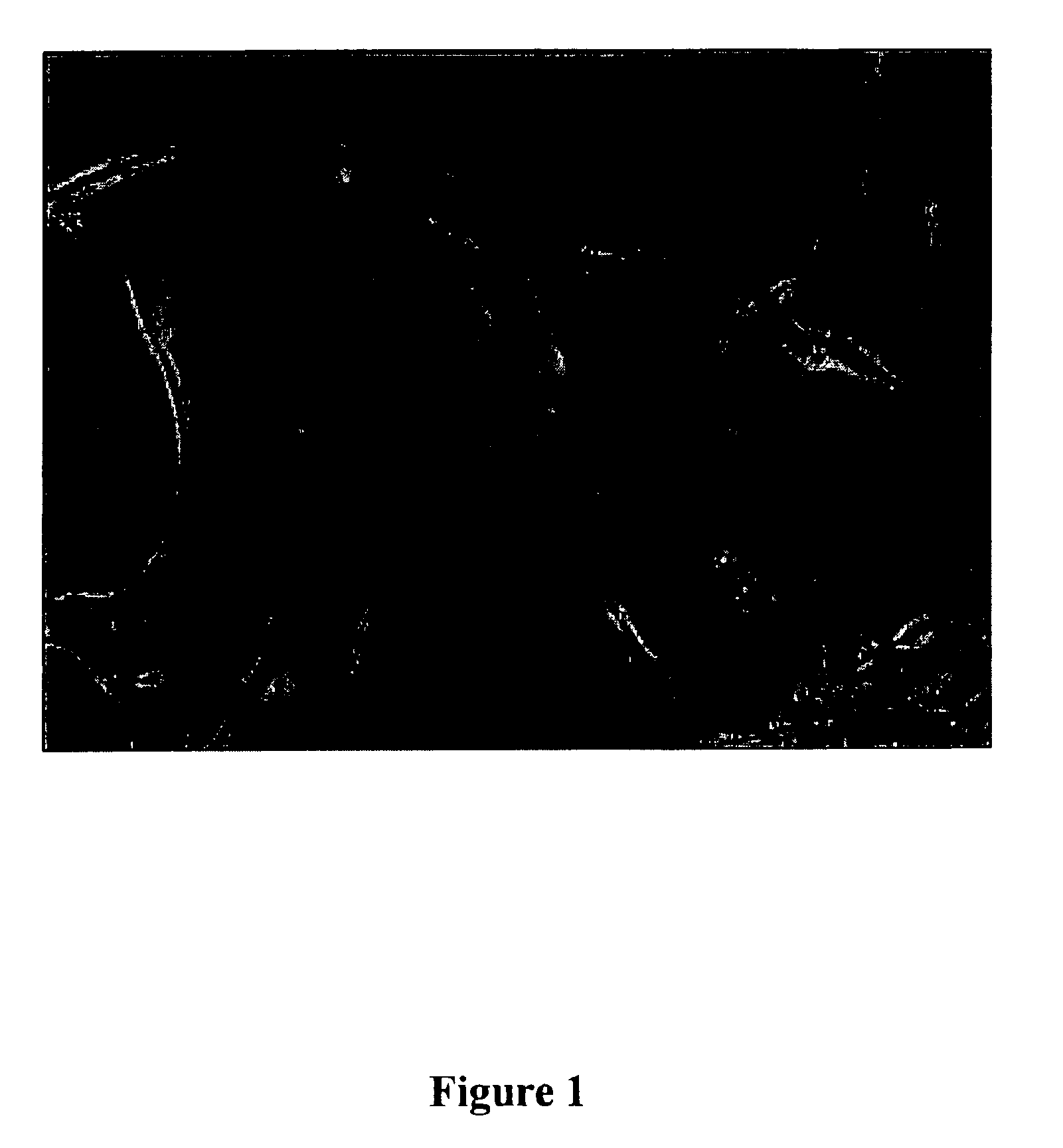Cell culture medium containing growth factors and L-glutamine