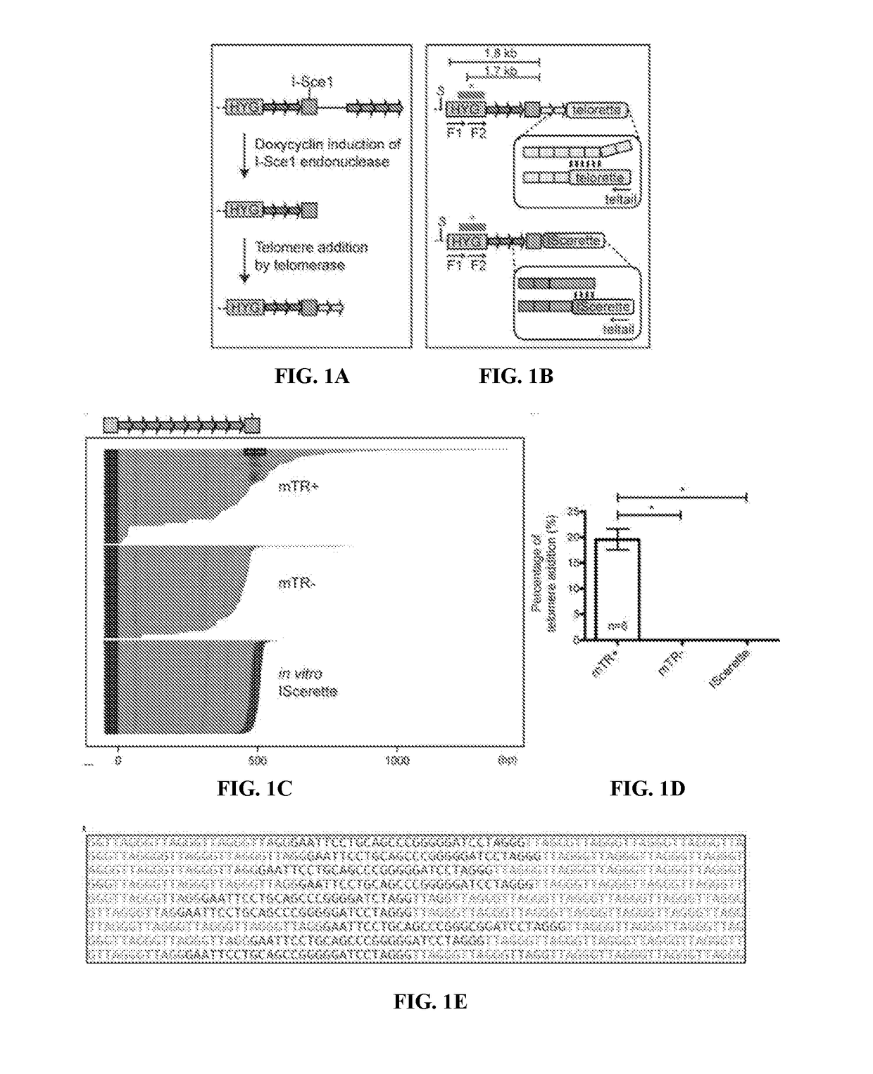 Method for regulation of telomere length