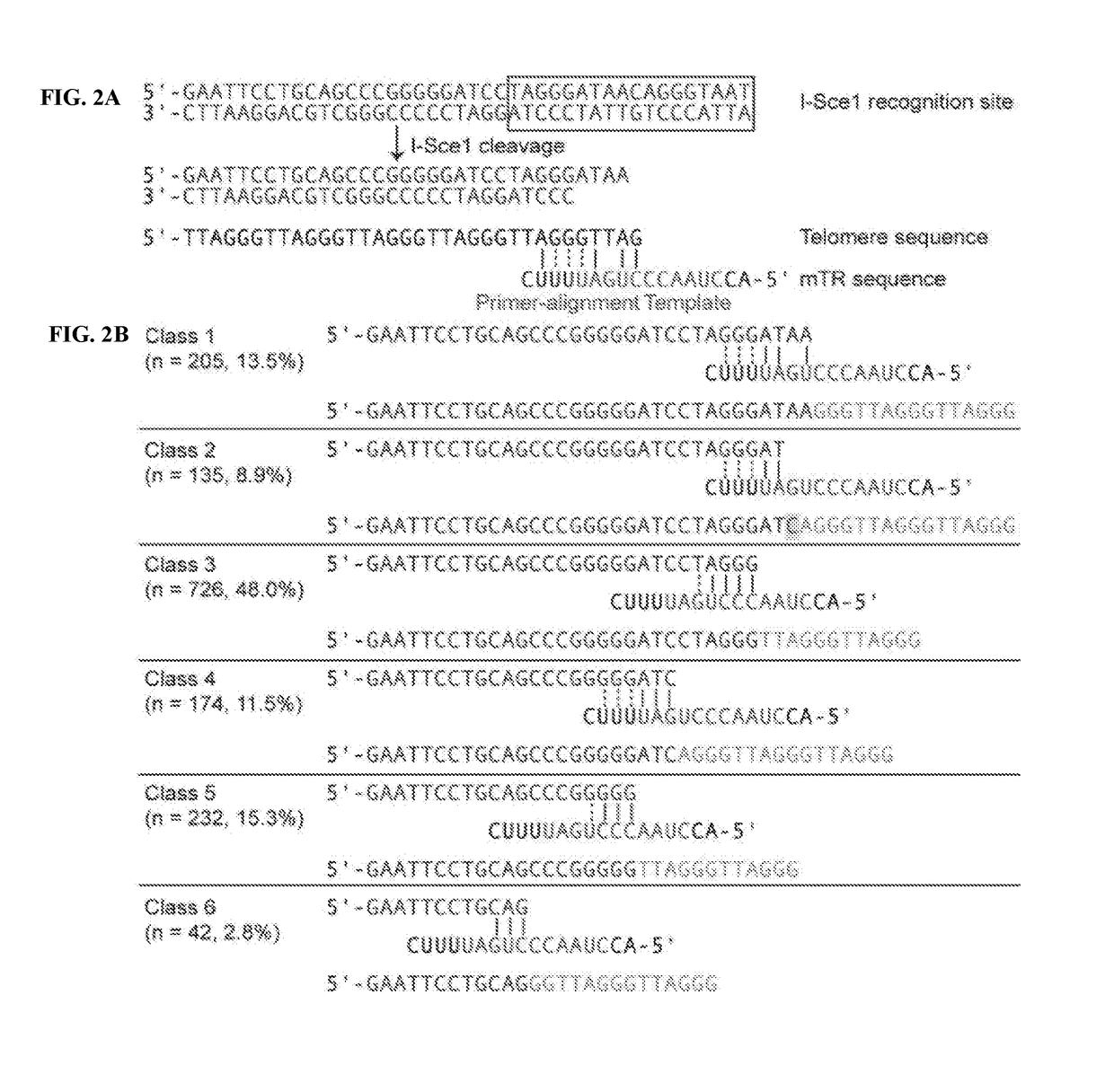 Method for regulation of telomere length