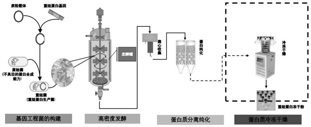 Active protein peptide gene with excellent repairing effect and encoded protein peptide